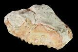 Oreodont (Merycoidodon) Maxilla Section - South Dakota #146173-4